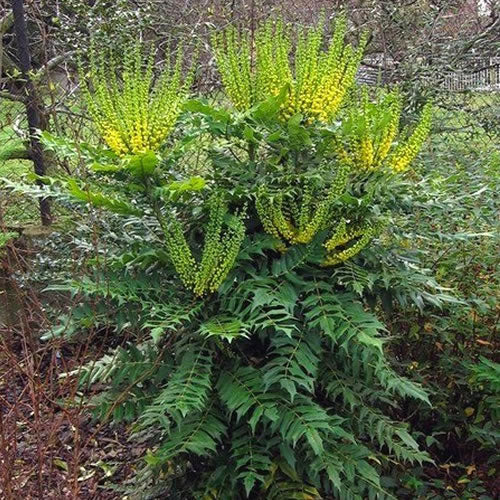 Mahonia Winter Sun (9cm)