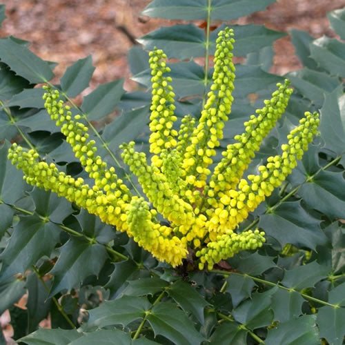 Mahonia Winter Sun (9cm)