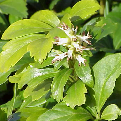 Pachysandra Terminalis (9cm)