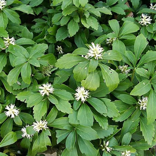 Pachysandra Terminalis (9cm)