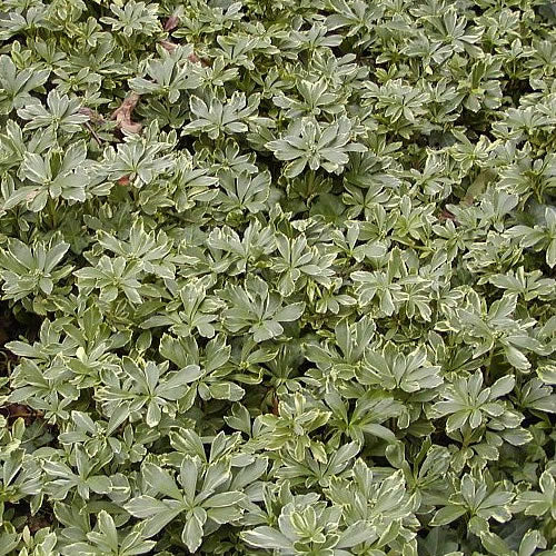 Pachysandra Variegata (9cm)
