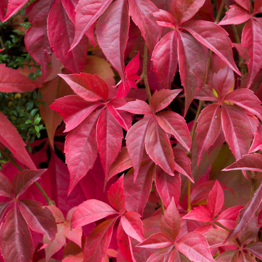 Parthenocissus Quinquefolia (9cm)