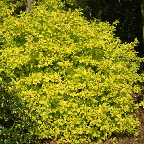 Philadelphus Aureus (9cm)