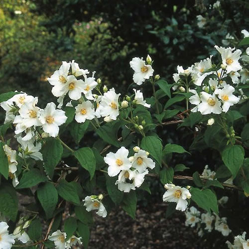 Philadelphus Belle Etoile (9cm)