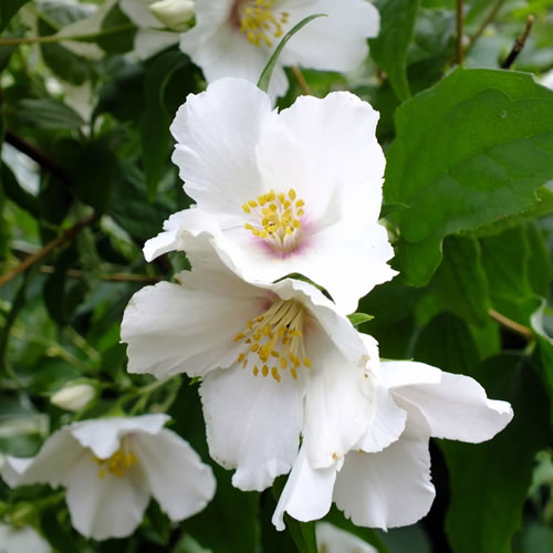 Philadelphus Belle Etoile (9cm)