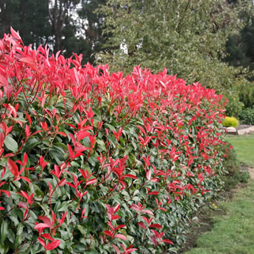 Photinia Red Robin (9cm, Pack of 25)