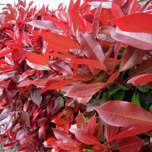 Photinia Red Robin (9cm, Pack of 25)