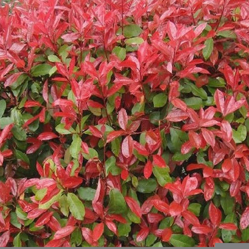 Photinia Red Robin (9cm, Pack of 25)