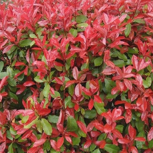 Photinia Red Robin (9cm, Pack of 5)