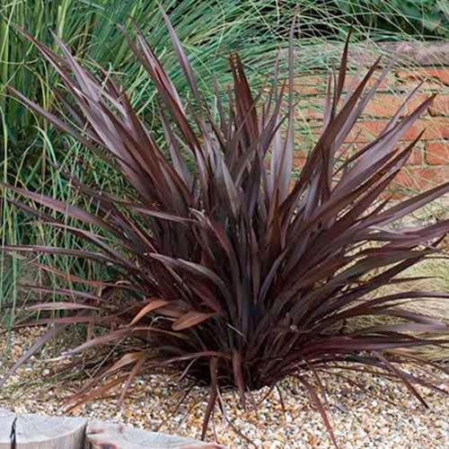 Phormium Purpureum (9cm)