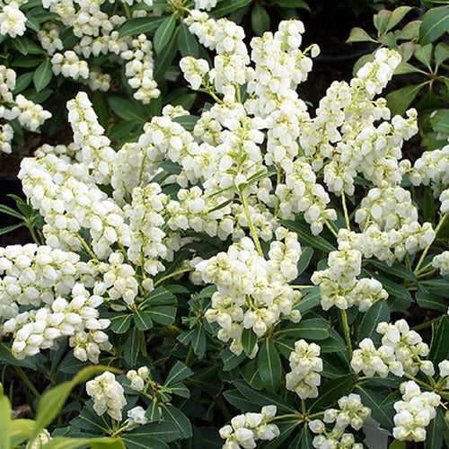 Pieris Debutante (9cm)