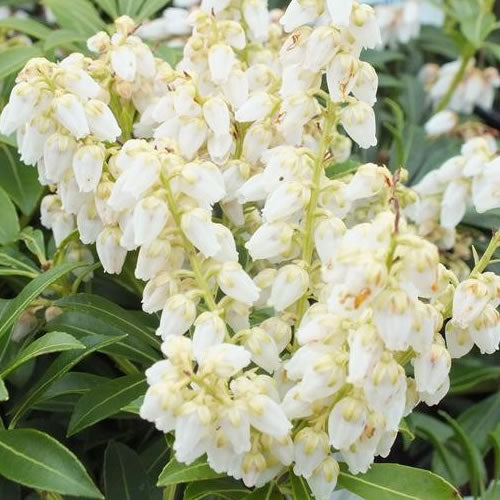 Pieris Debutante (9cm)