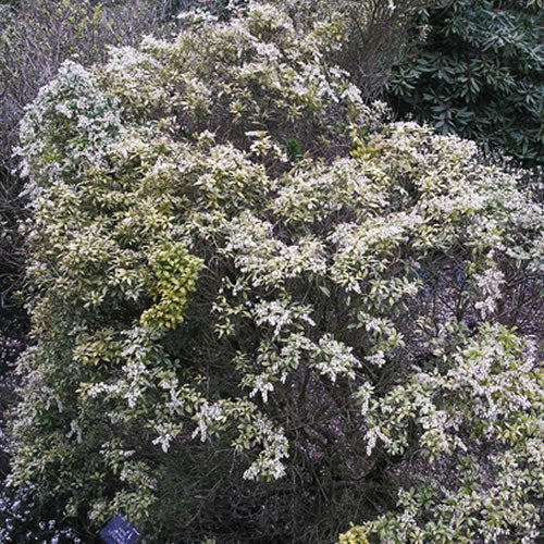 Pieris Little Heath (9cm)