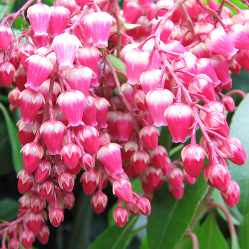 Pieris Valley Valentine (9cm)