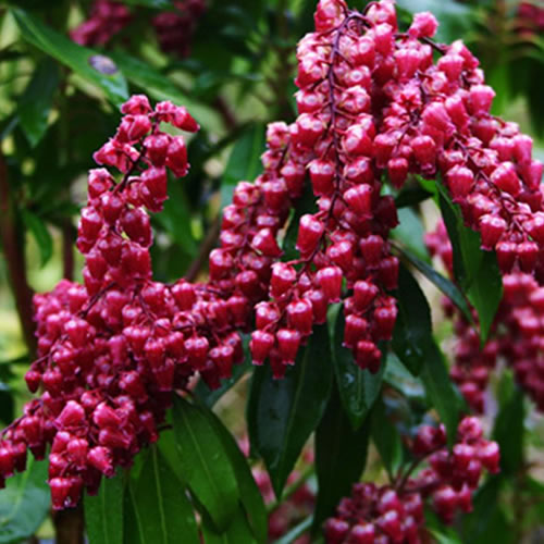 Pieris Valley Valentine (9cm)