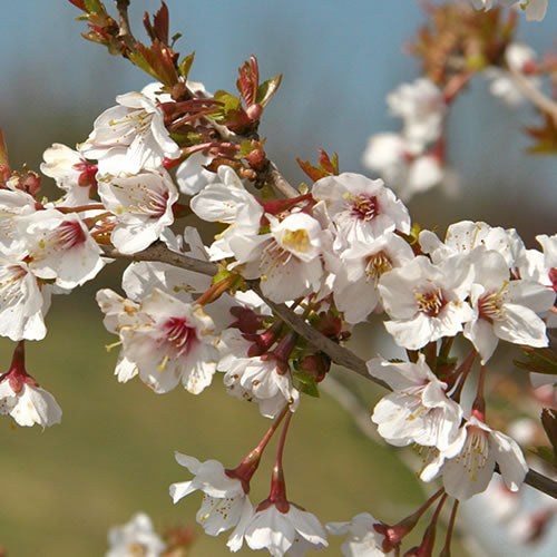 Prunus Kojo-no-mai (9cm)