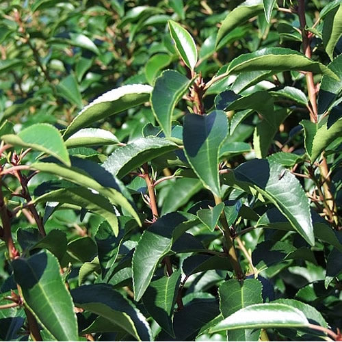 Prunus Lusitanica (9cm, Pack of 5)