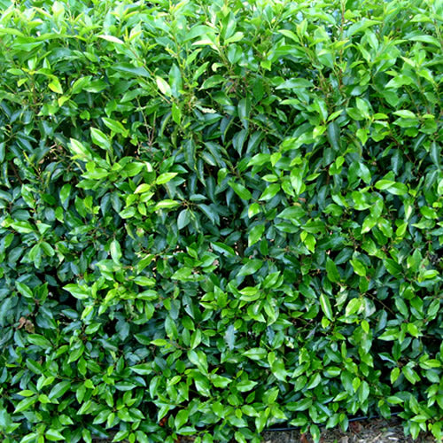 Prunus Lusitanica (9cm, Pack of 5)