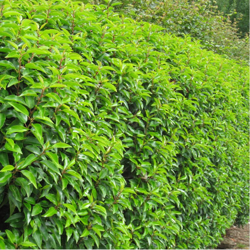 Prunus Lusitanica (9cm, Pack of 5)