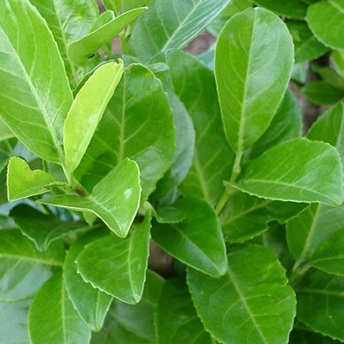 Prunus Rotundifolia (9cm, Pack of 10)