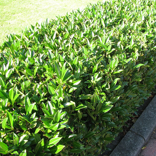 Prunus Rotundifolia (9cm, Pack of 10)