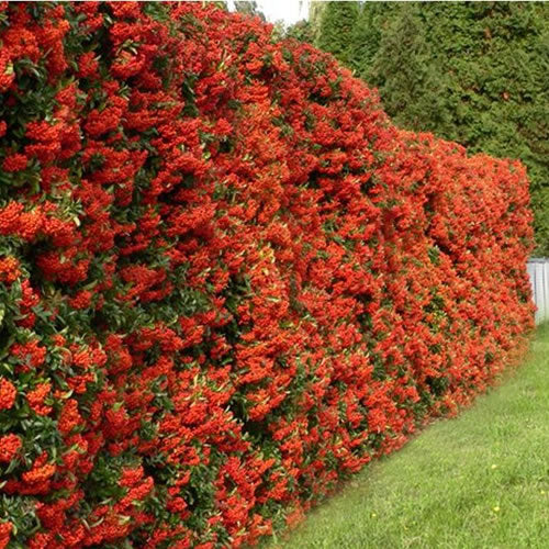 Pyracantha Red Column (9cm)