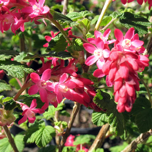 Ribes King Edward VII (9cm)