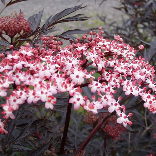 Sambucus Black Lace (9cm)