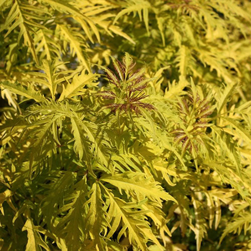 Sambucus Sutherland Gold (9cm)