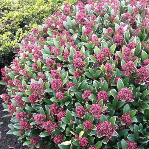 Skimmia Rubella (9cm)