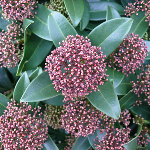 Skimmia Rubella (9cm)