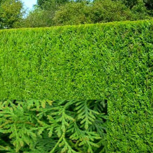 Thuja Atrovirens (9cm, Pack of 10)