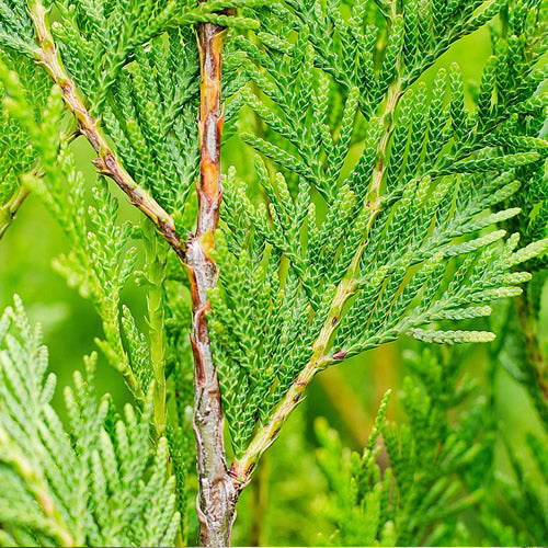 Thuja Atrovirens (9cm, Pack of 10)