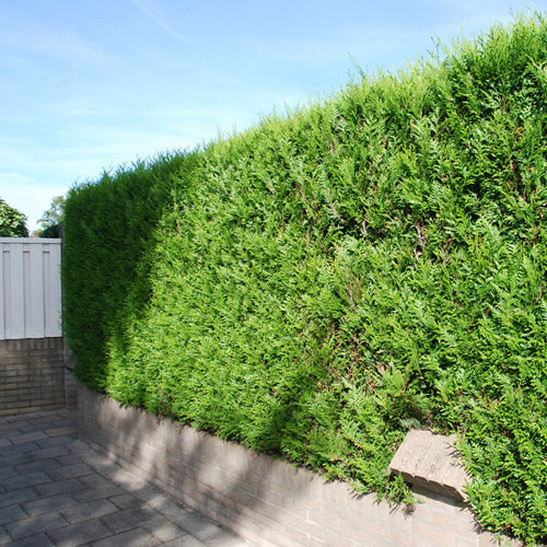 Thuja Atrovirens (9cm, Pack of 10)