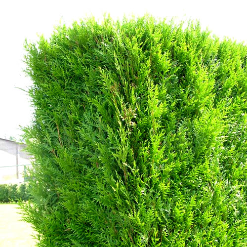 Thuja Atrovirens (9cm, Pack of 10)
