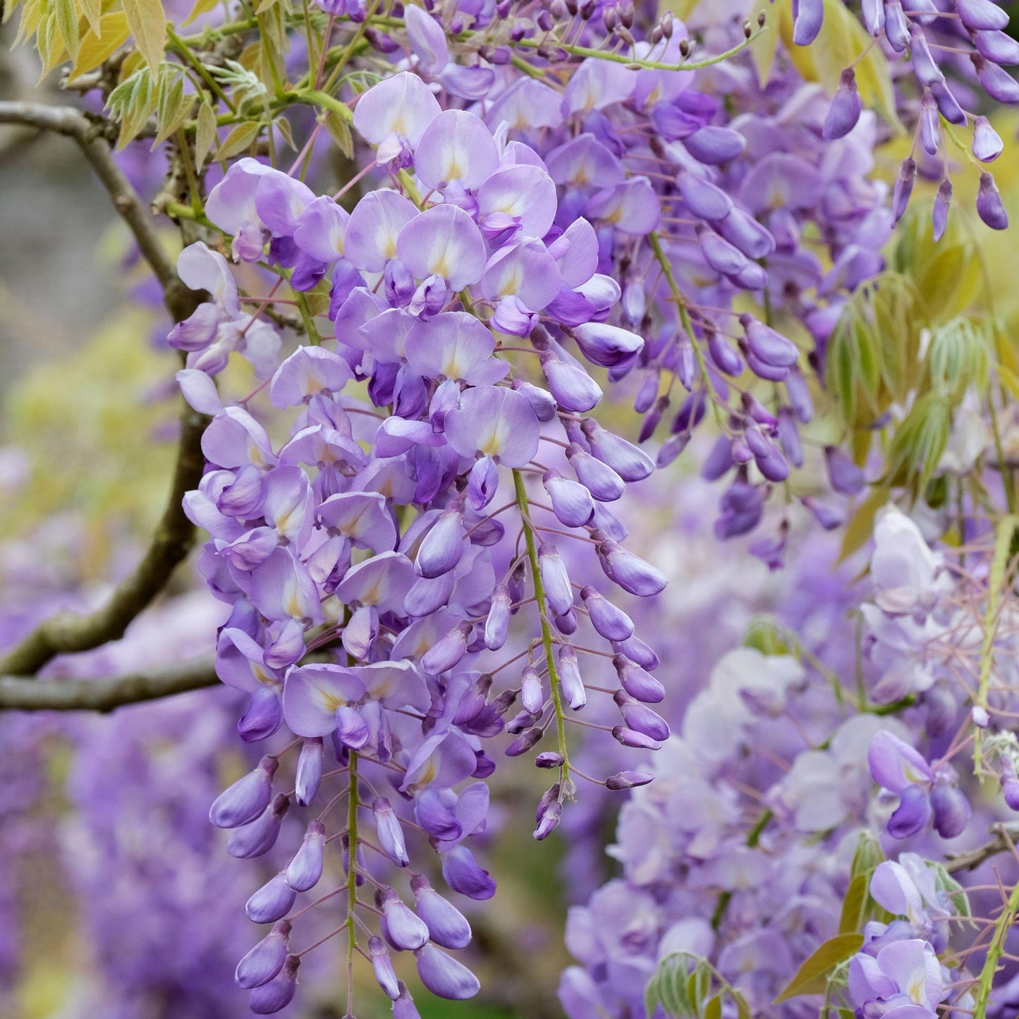 Wisteria Blue (9cm)