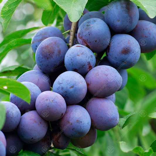 Plum Czar (12L, 4-5ft)