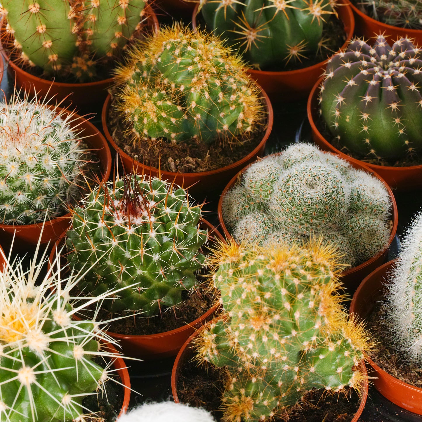 Cactus Mix (5.5cm, 10 plants)