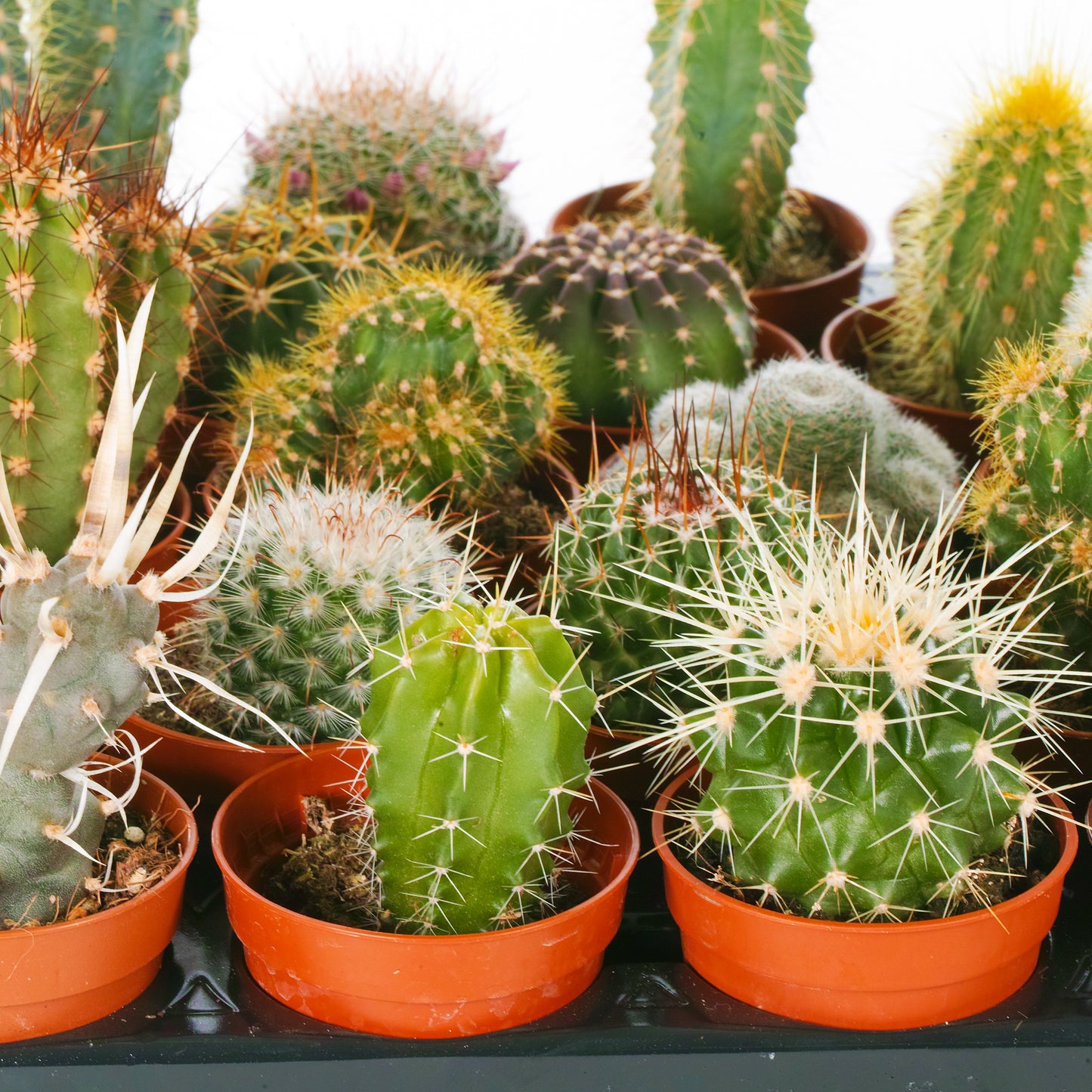 Cactus Mix (5.5cm, 10 plants)