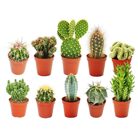 Cactus Mix (5.5cm, 10 plants)