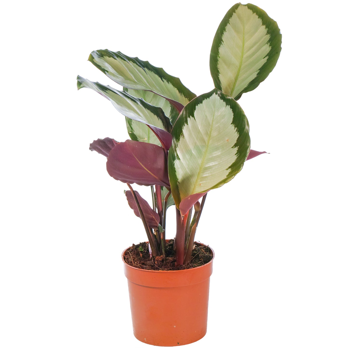 Calathea Picturata