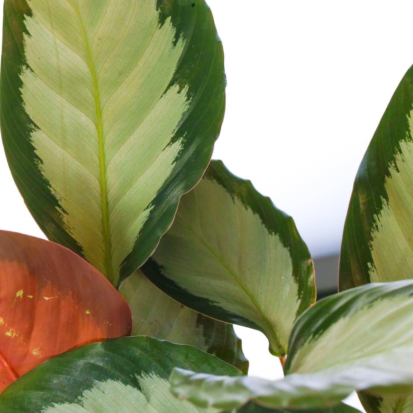 Calathea Picturata