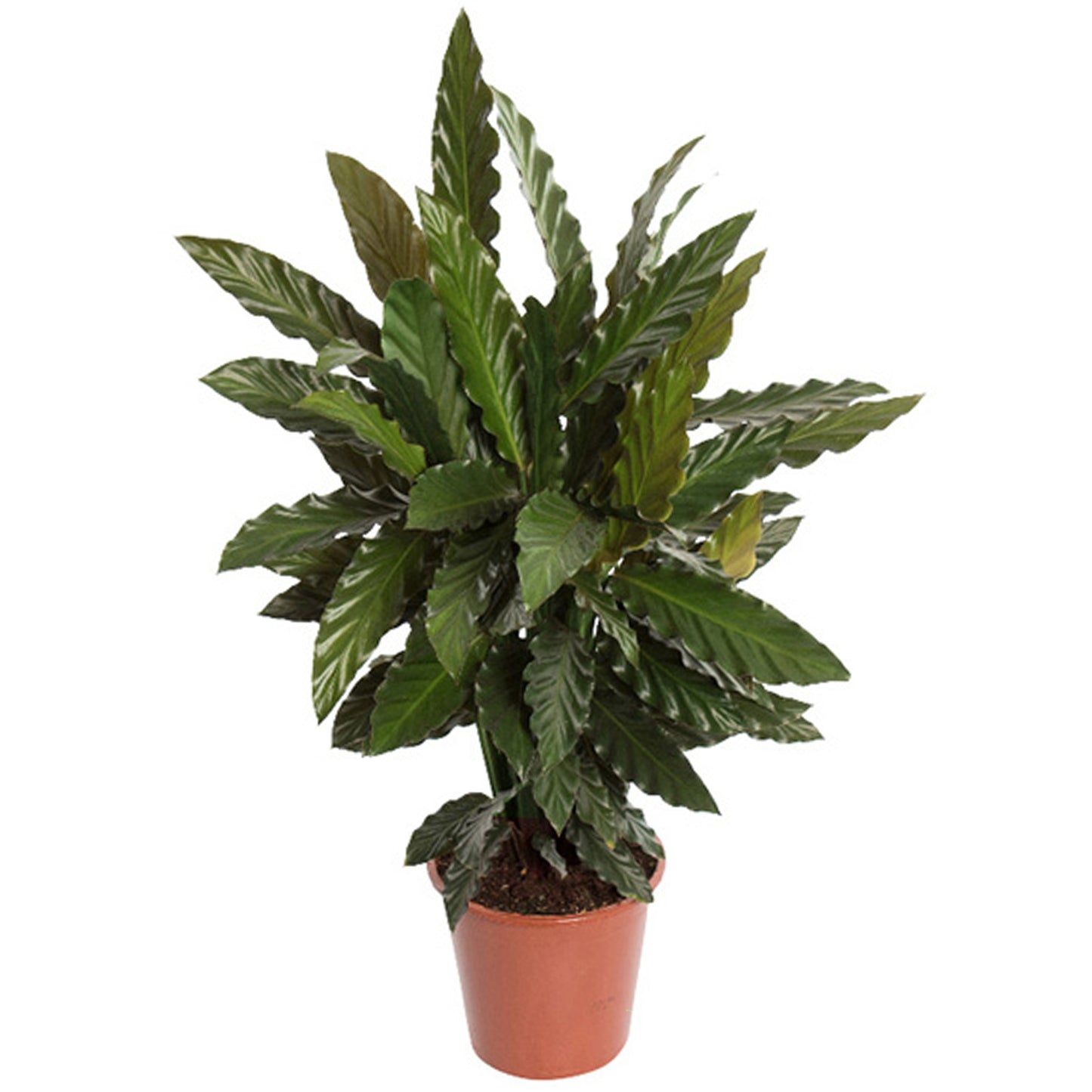 Calathea Blue Grass (12cm) V3