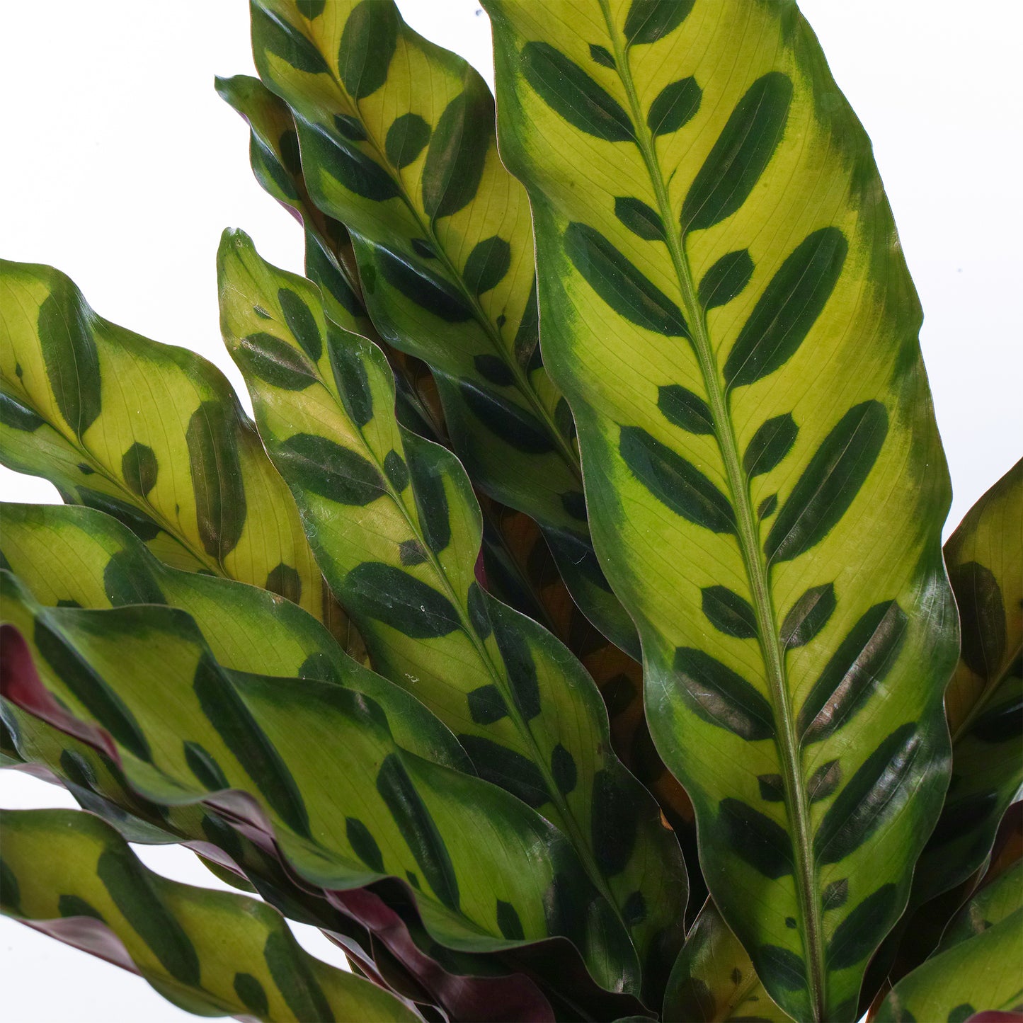 Calathea Insignis (14cm) V3