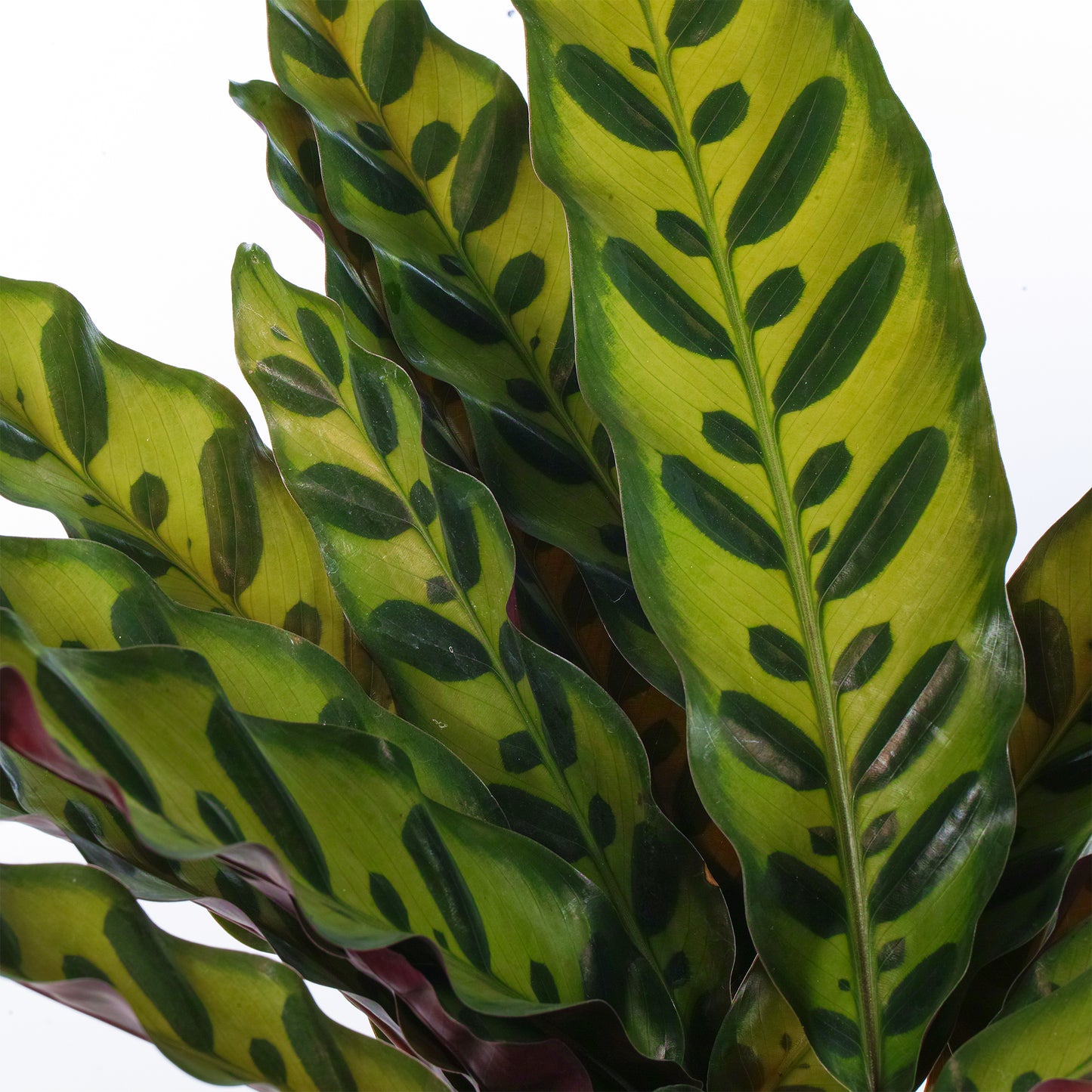 Calathea Insignis (14cm) V5