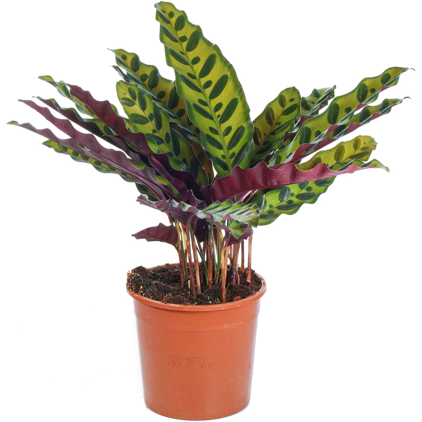 Calathea Insignis (14cm) V5