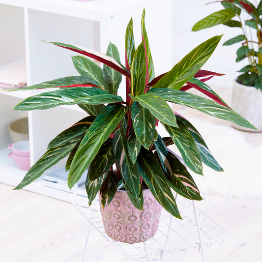 Calathea Magicstar (12cm) V1