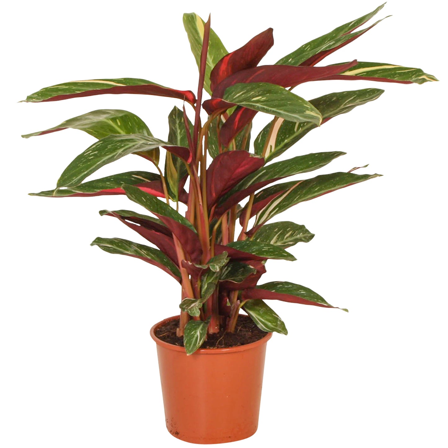 Calathea Magicstar