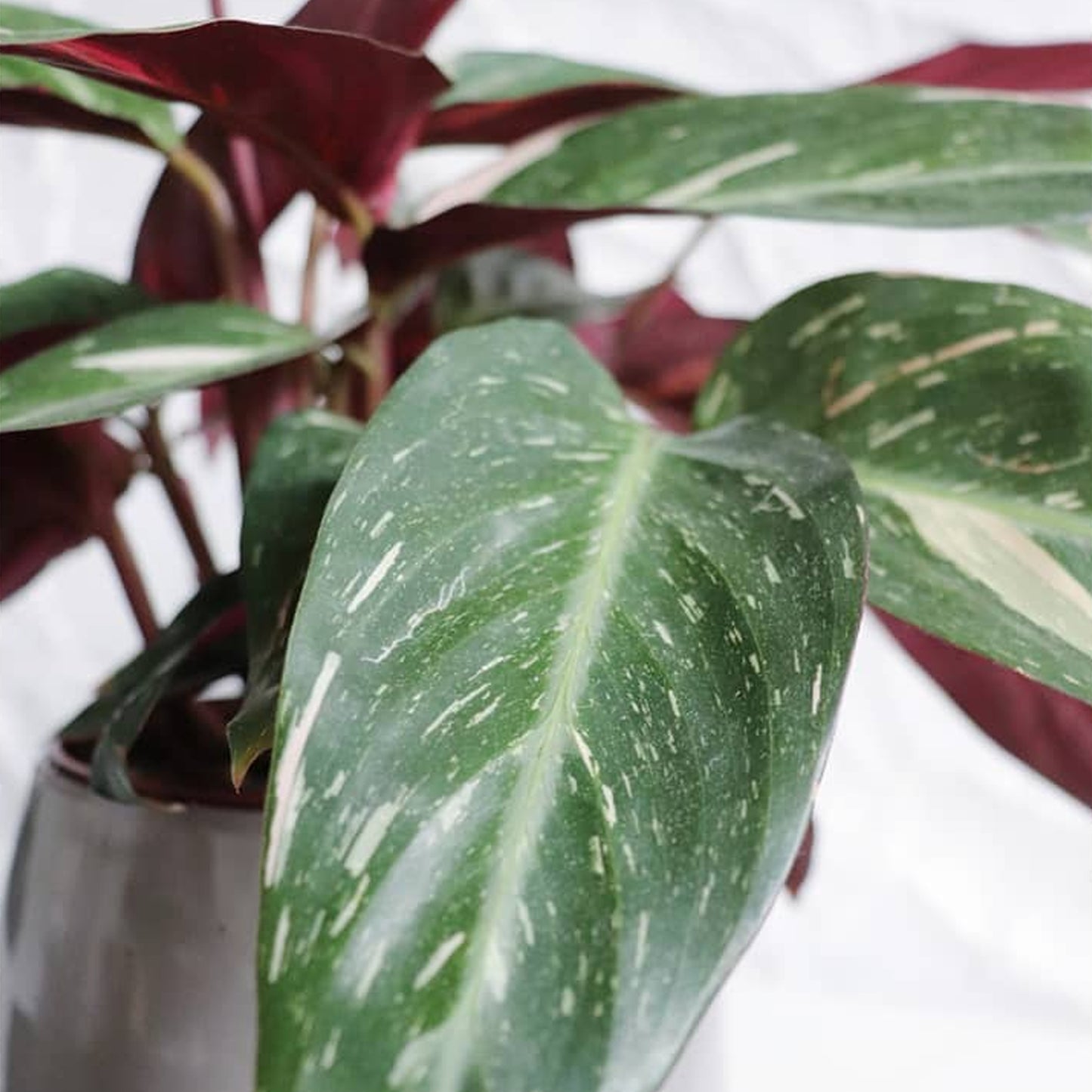 Calathea Magicstar