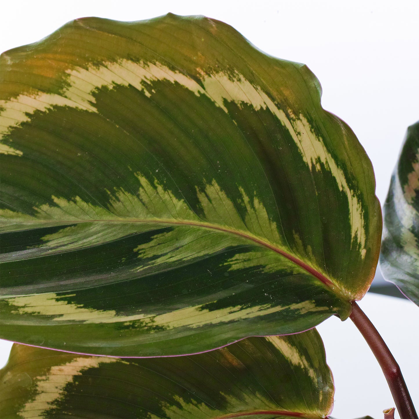 Calathea Medallion (12cm) V2